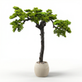 Bonsai tree