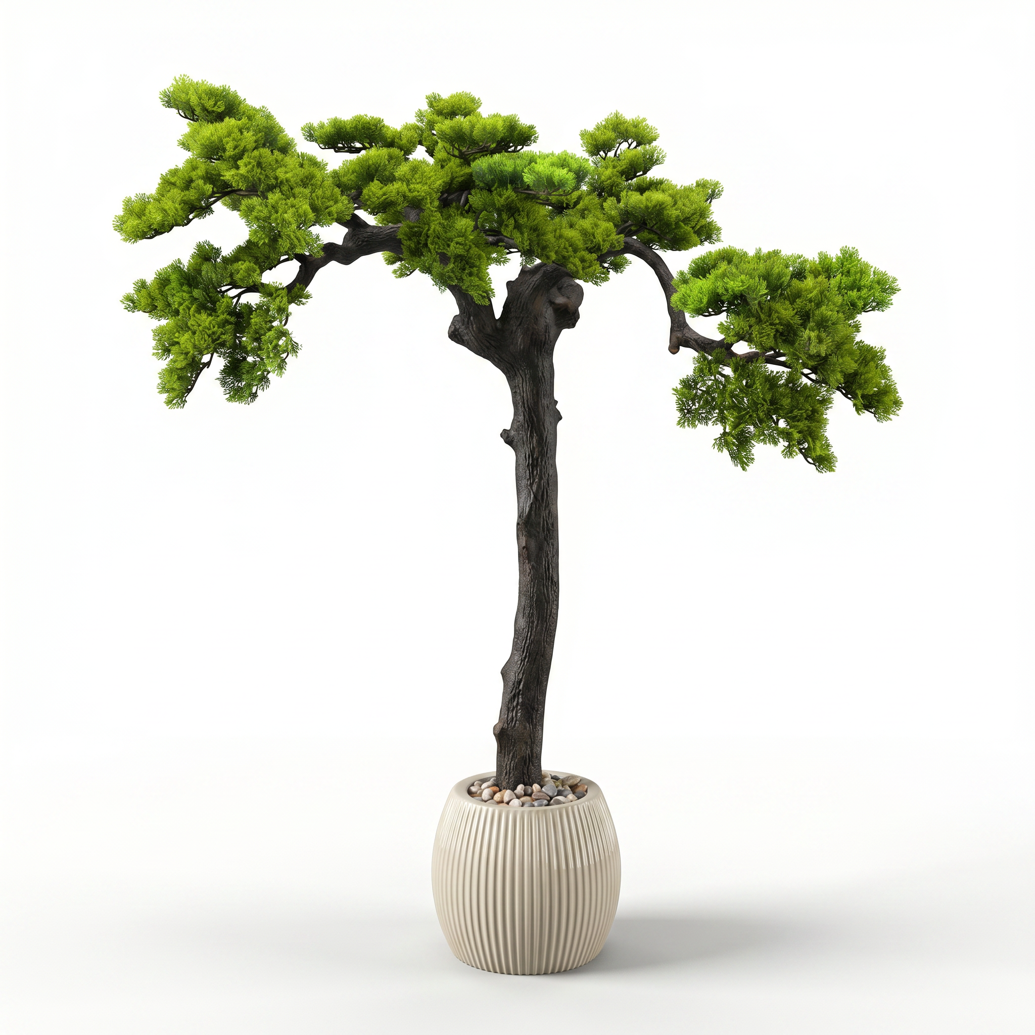 Bonsai tree