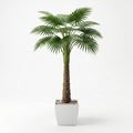 Latin Palmtree